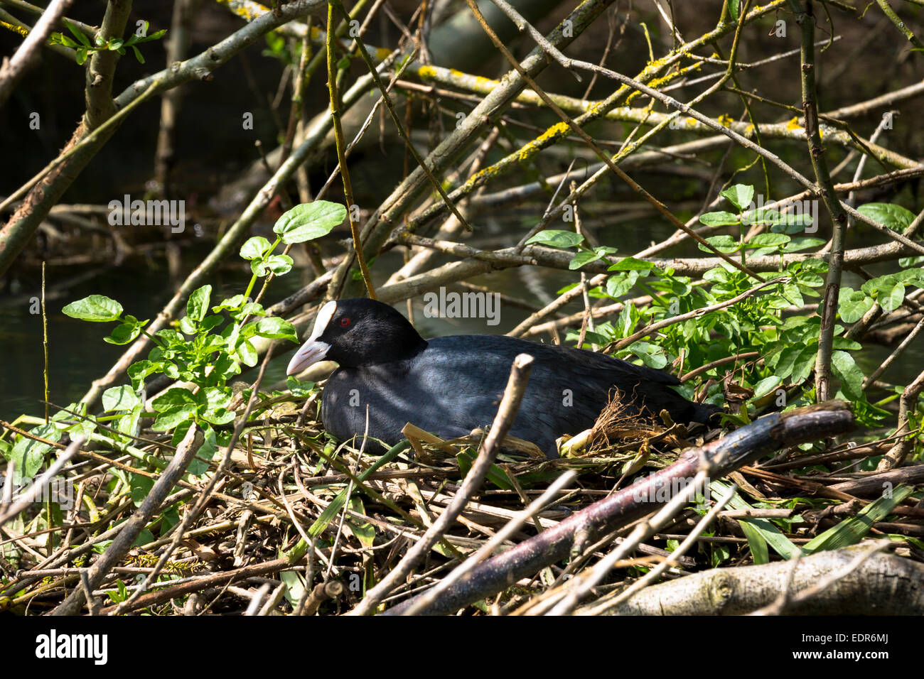 Adult female Coot, Fulica atra, in the Rallidae rails bird family sitting on her nest in summertime, UK Stock Photo