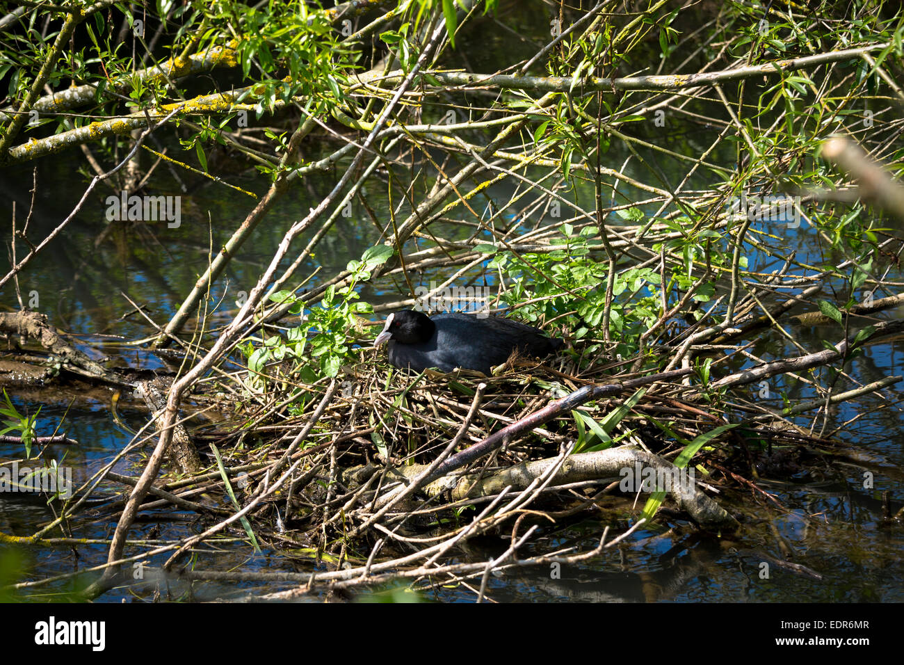 Adult female Coot, Fulica atra, in the Rallidae rails bird family sitting on her nest in summertime, UK Stock Photo