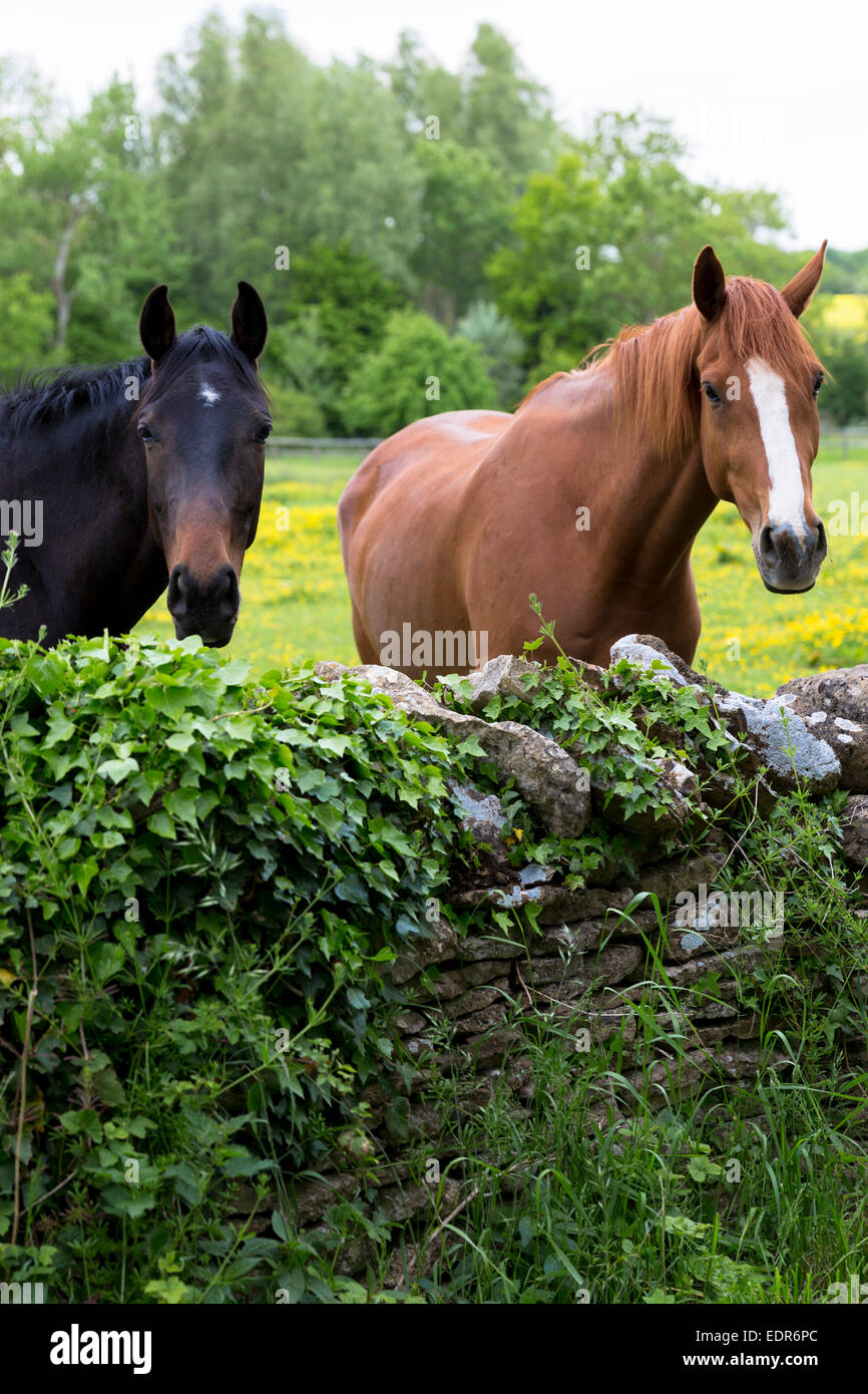 Chestnut and dark bay horses in summertime in a field in Devon, UK Stock Photo