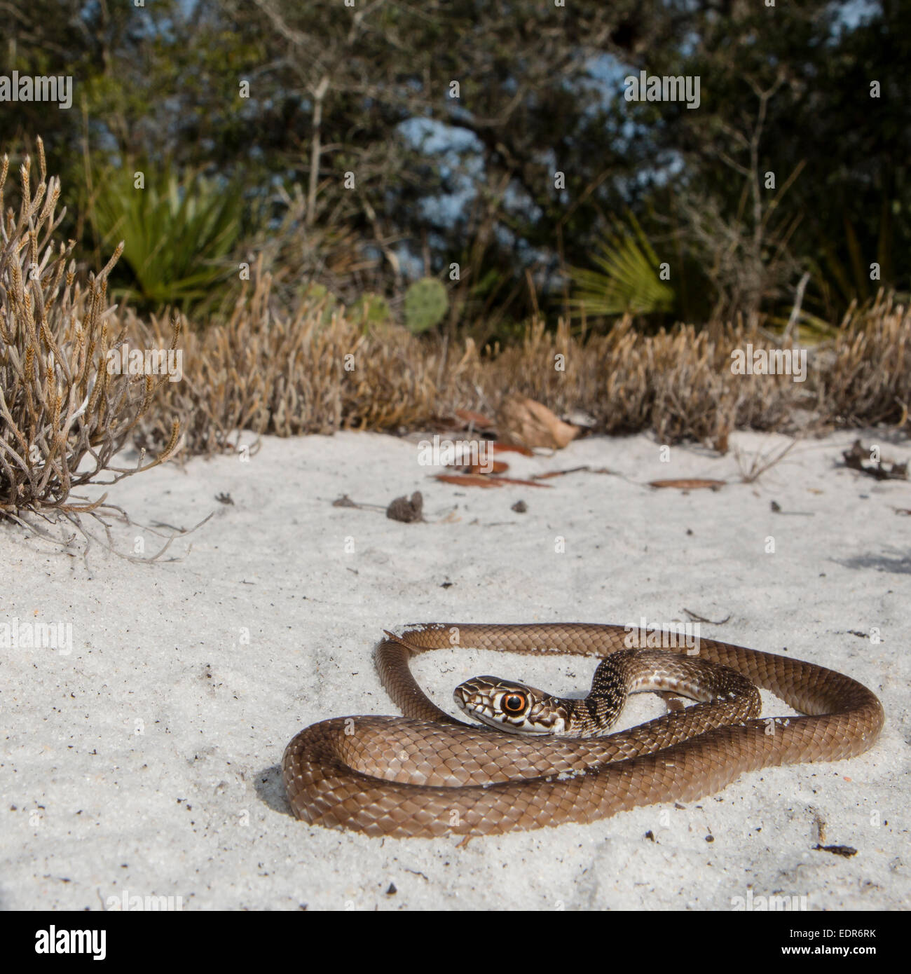 Young eastern coachwhip - Masticophis flagellum Stock Photo