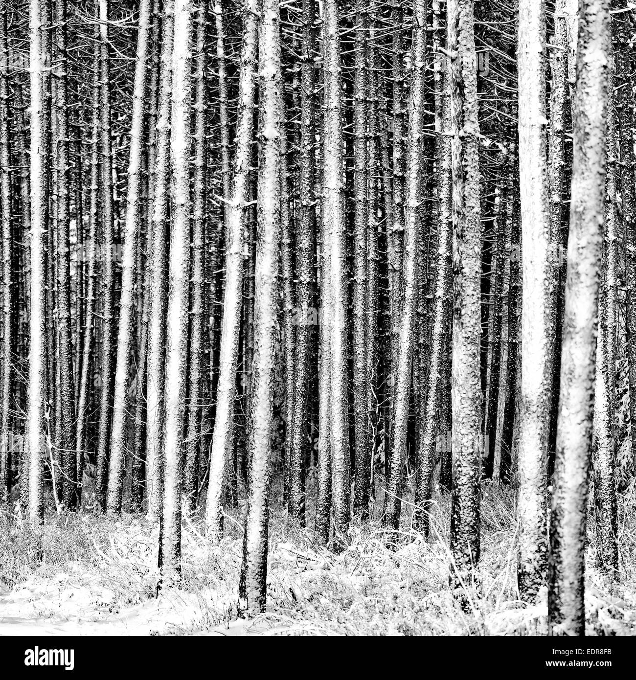Snow covered spruce in winter Black and White Stock Photos & Images - Alamy