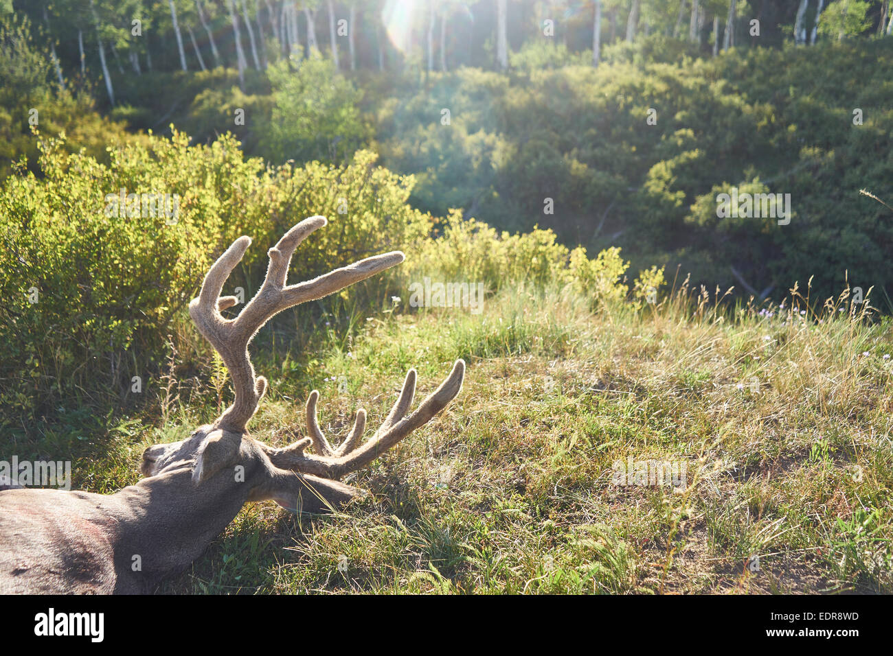 Pagosa springs hires stock photography and images Alamy