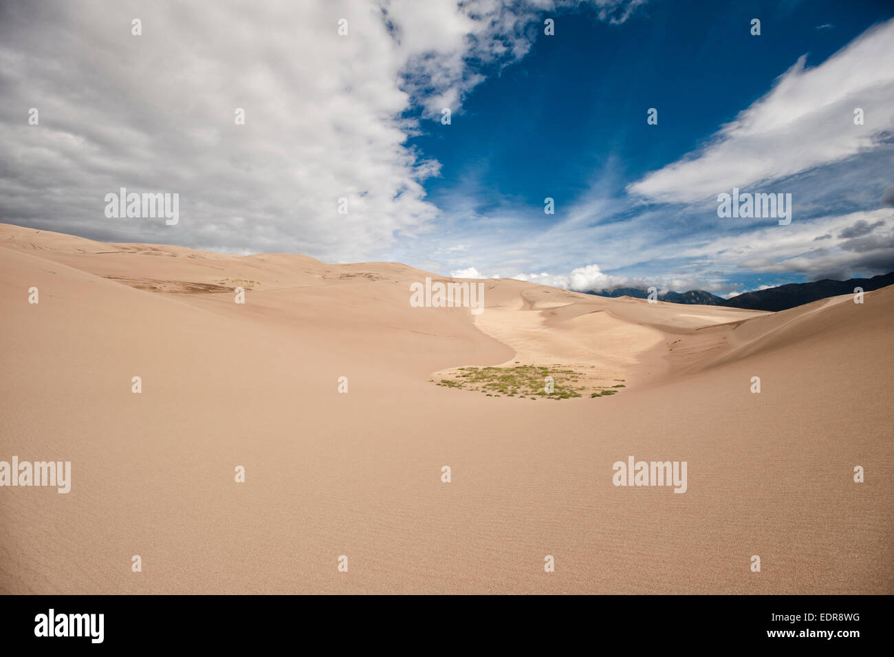 A small patch of grass finds a home in the Great Sand Dunes National Park Stock Photo