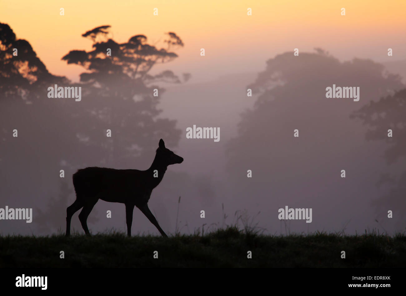 Red Deer hind at sunrise in British contryside,Somerset,UK Stock Photo