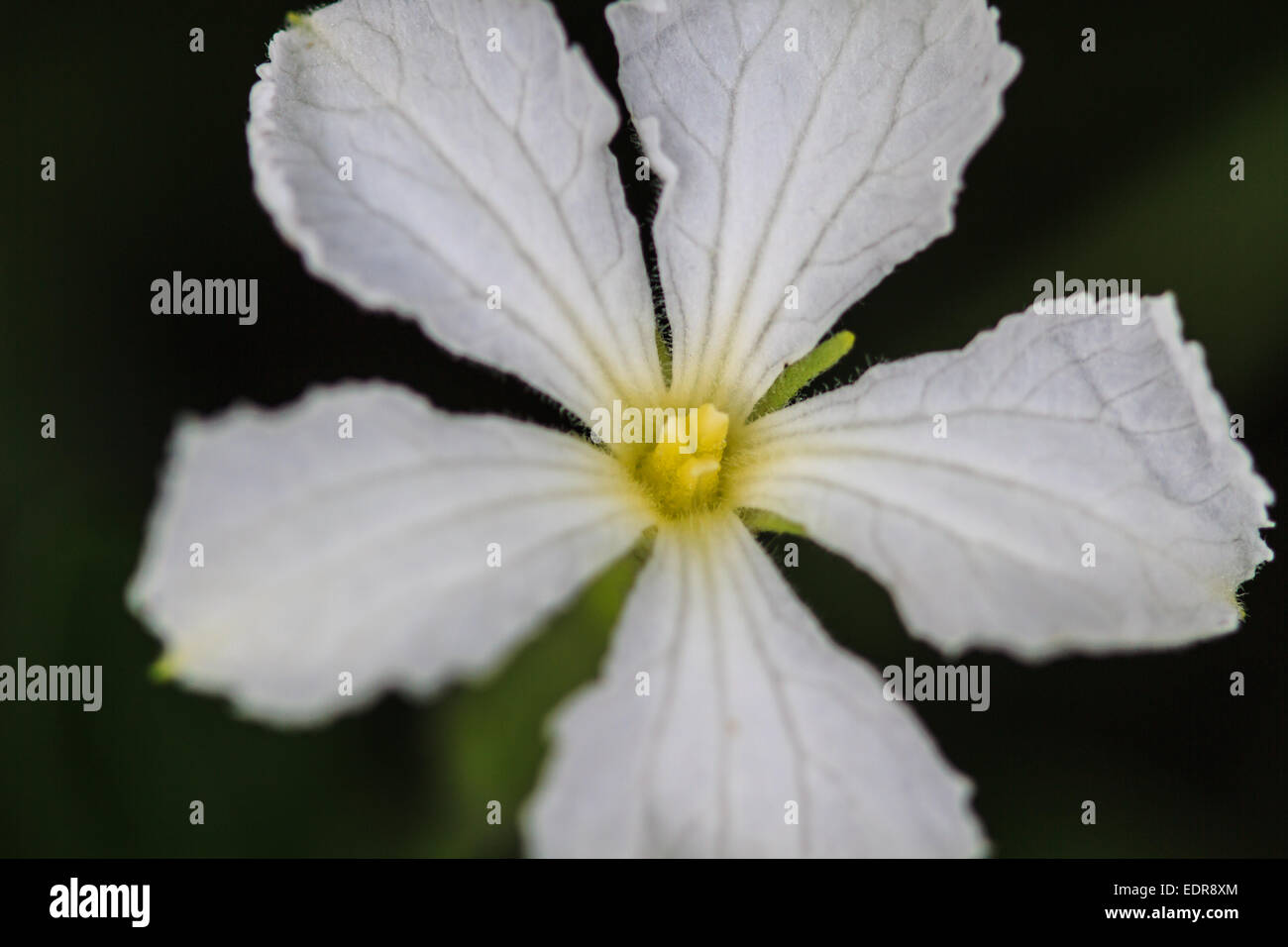 beautiful wild flower in forest, nature background Stock Photo - Alamy