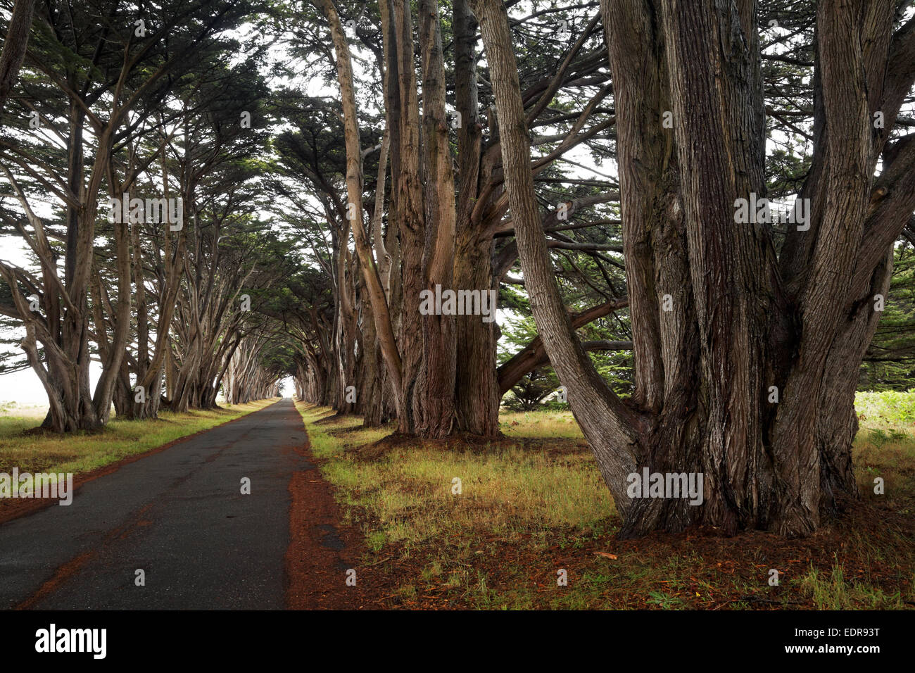 Rows of Monterey cypress trees forming a tree tunnel near historic RCA/Marconi station, Point Reyes National Seashore, Californi Stock Photo