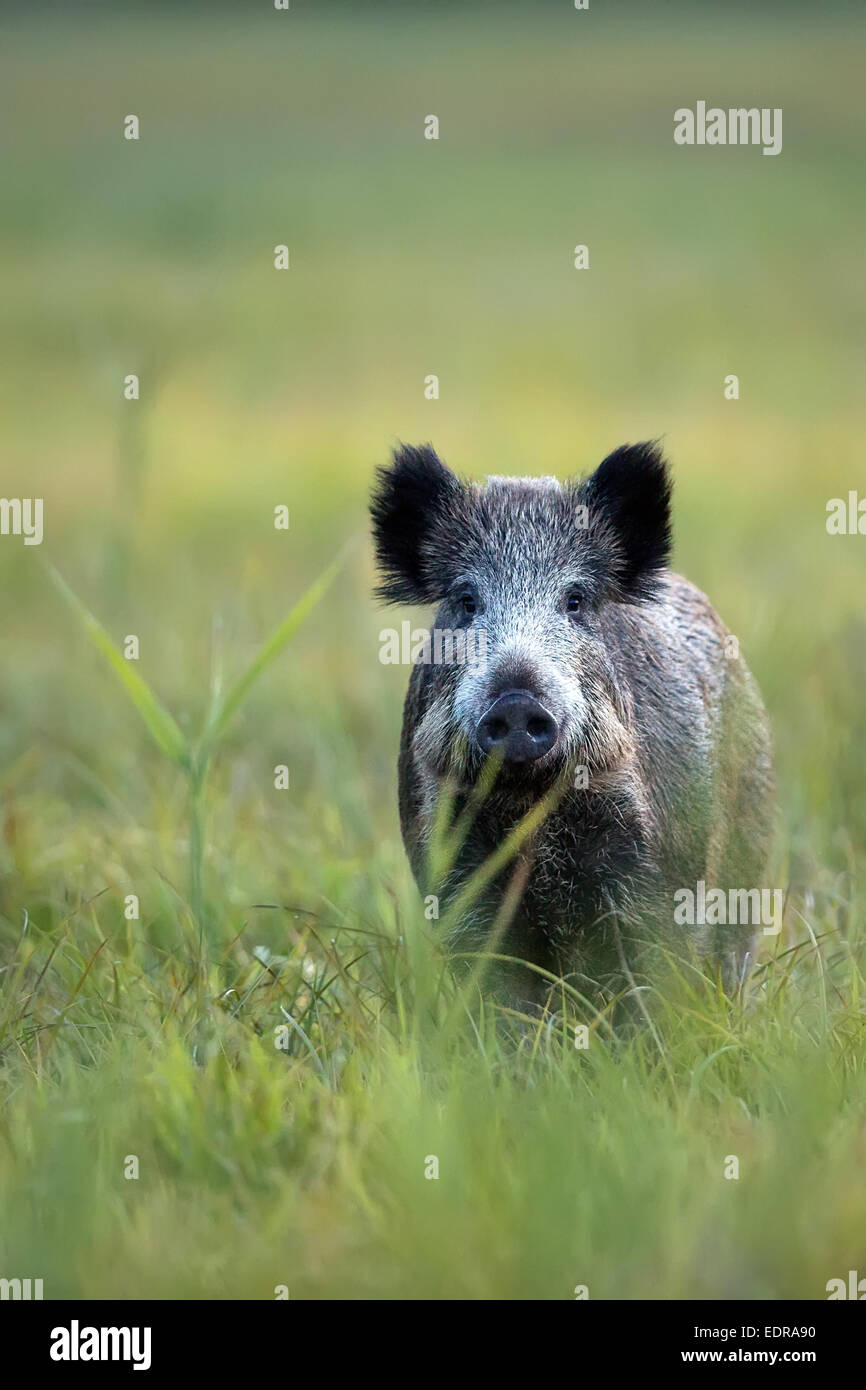 Hunt wild boar boar hunting hires stock photography and images Alamy