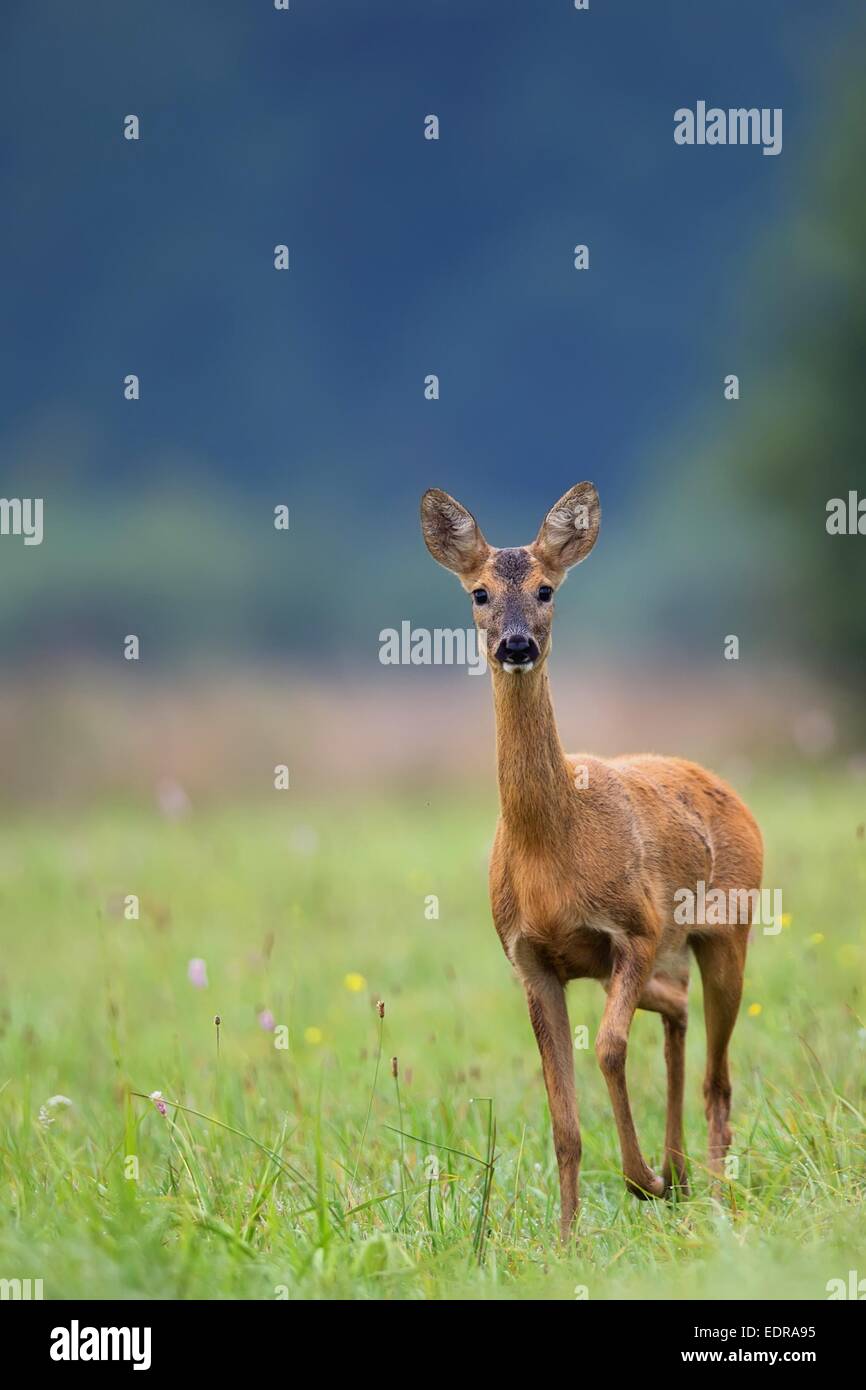 Roe-deer in the wild Stock Photo