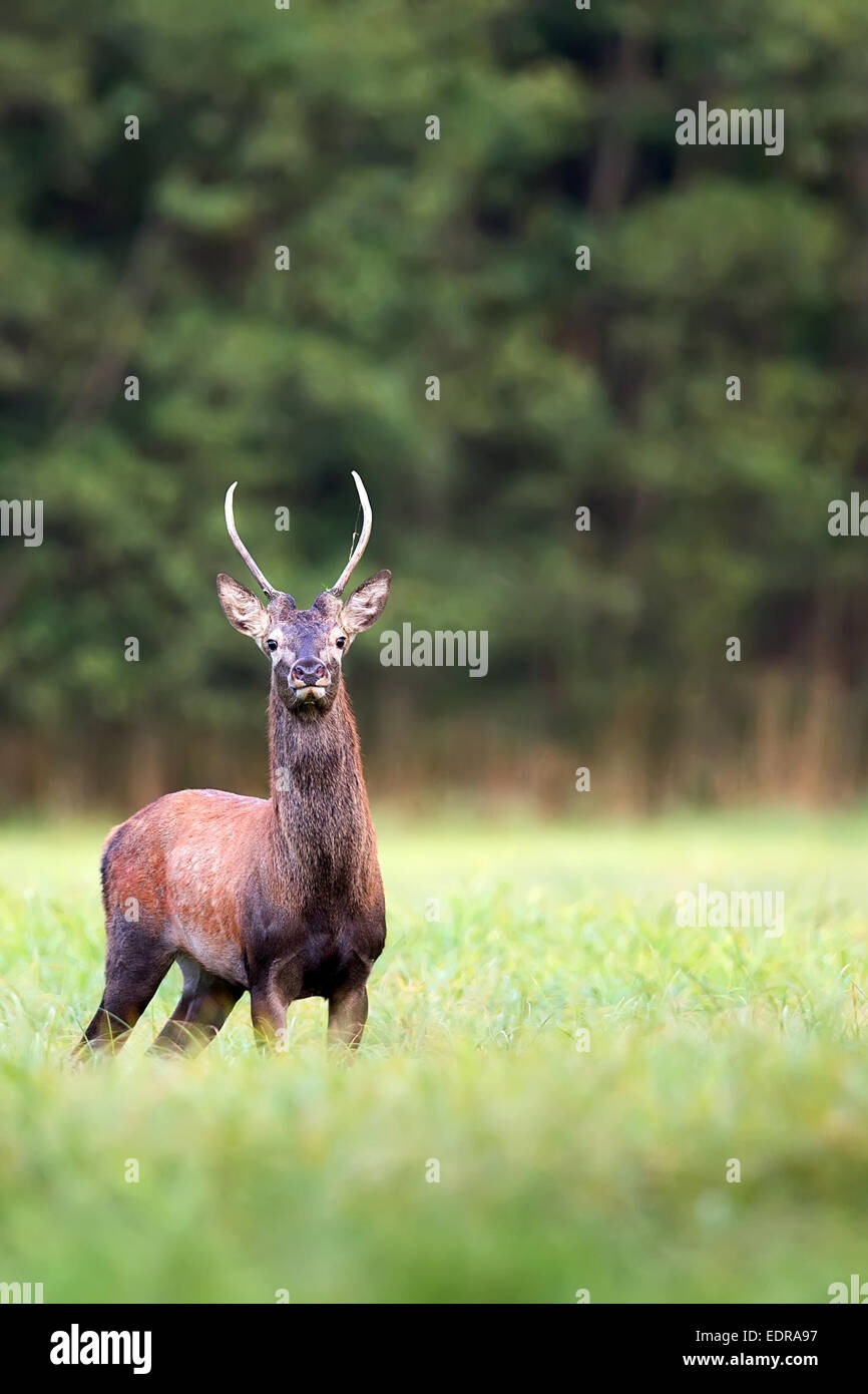 Red deer in a clearing, in the wild Stock Photo