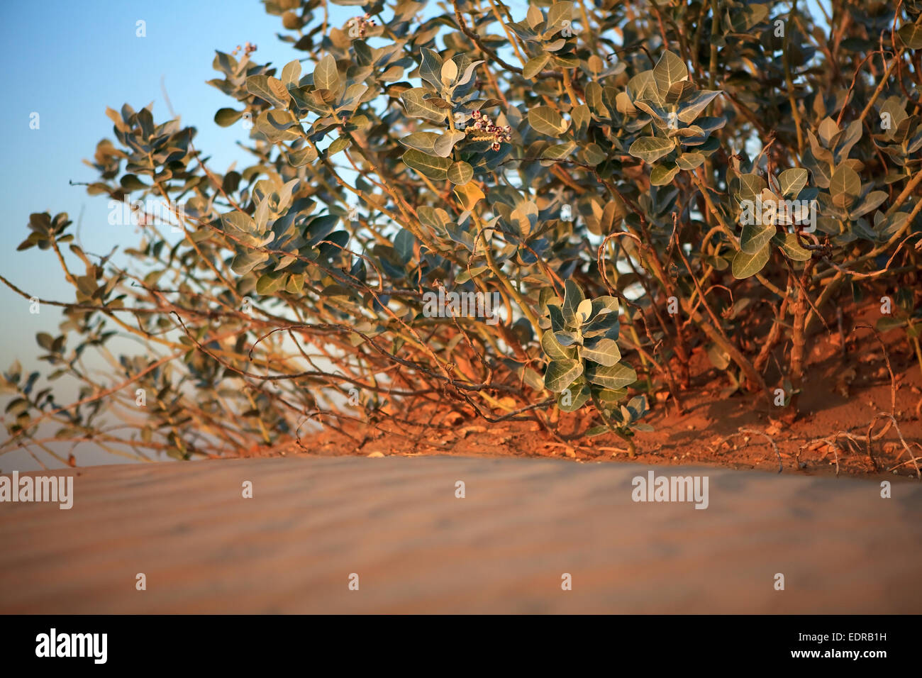 Arabian desert plant hi-res stock photography and images - Alamy