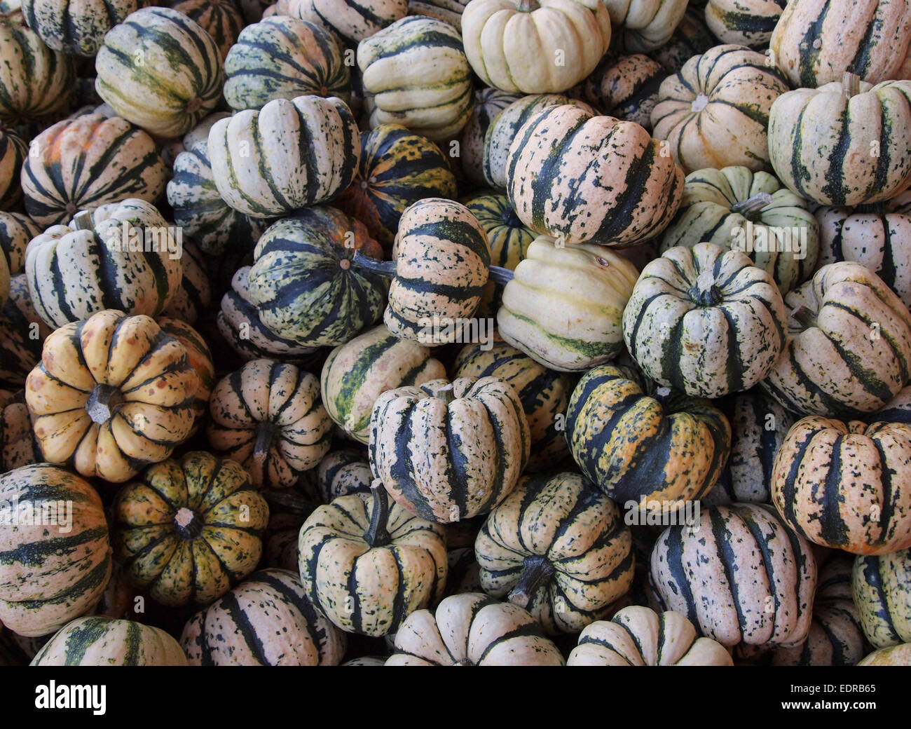 Many little decorative gourds and squashes Stock Photo