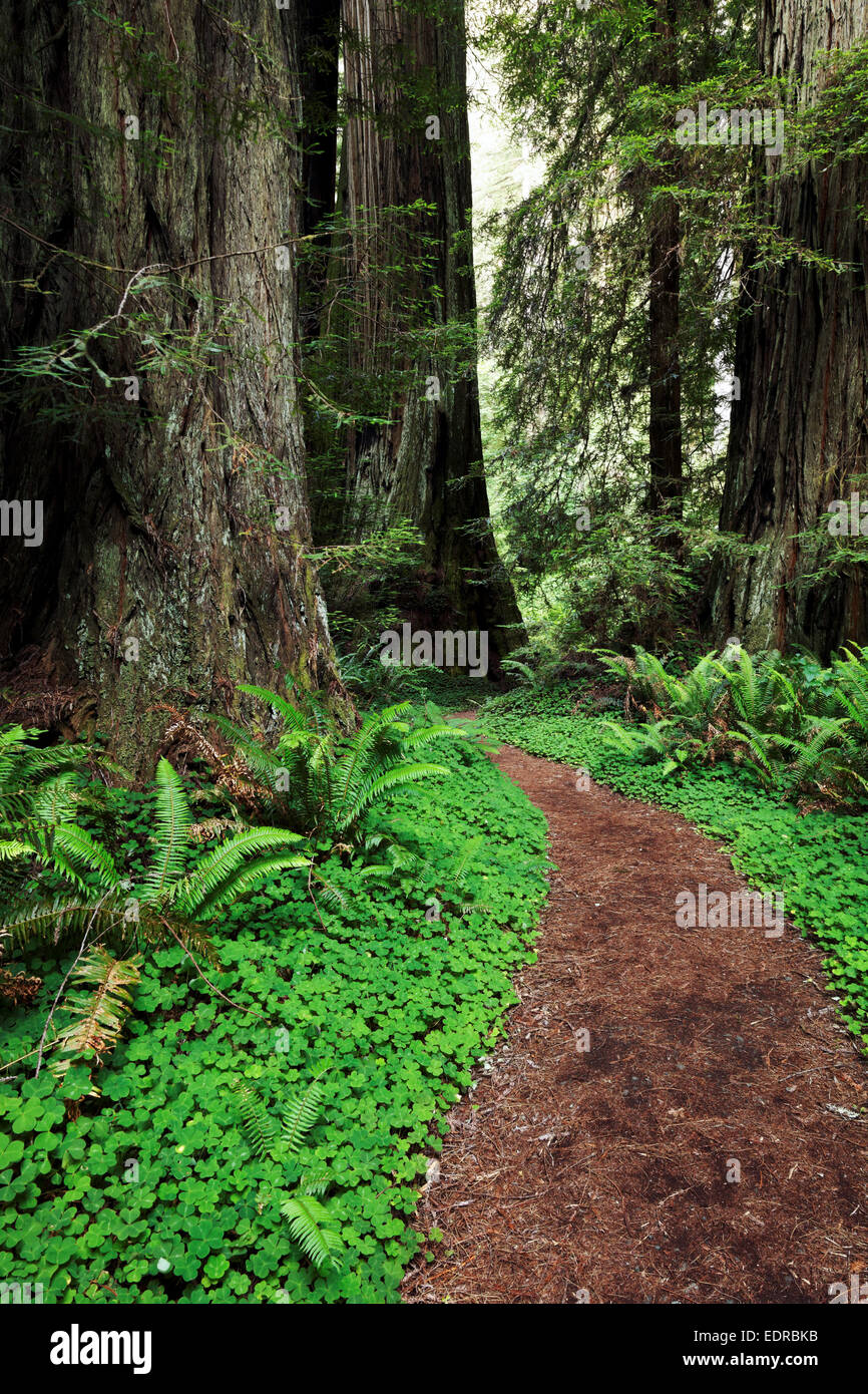 Trail through redwood forest, Prairie Creek Redwoods State Park, Humboldt County, California, USA Stock Photo