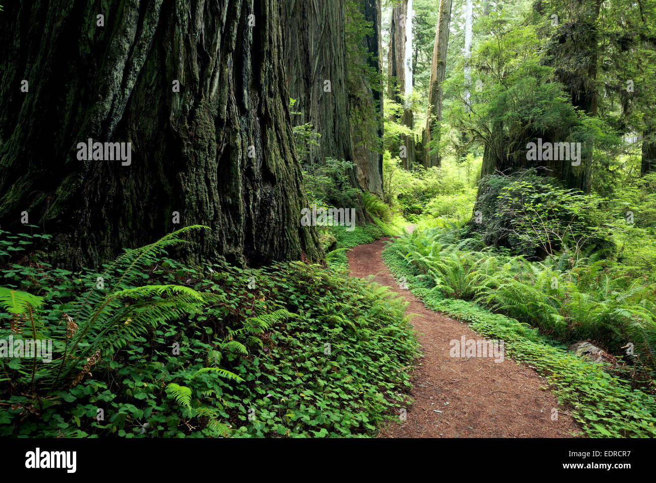Trail through redwood forest, Prairie Creek Redwoods State Park, Humboldt County, California, USA Stock Photo