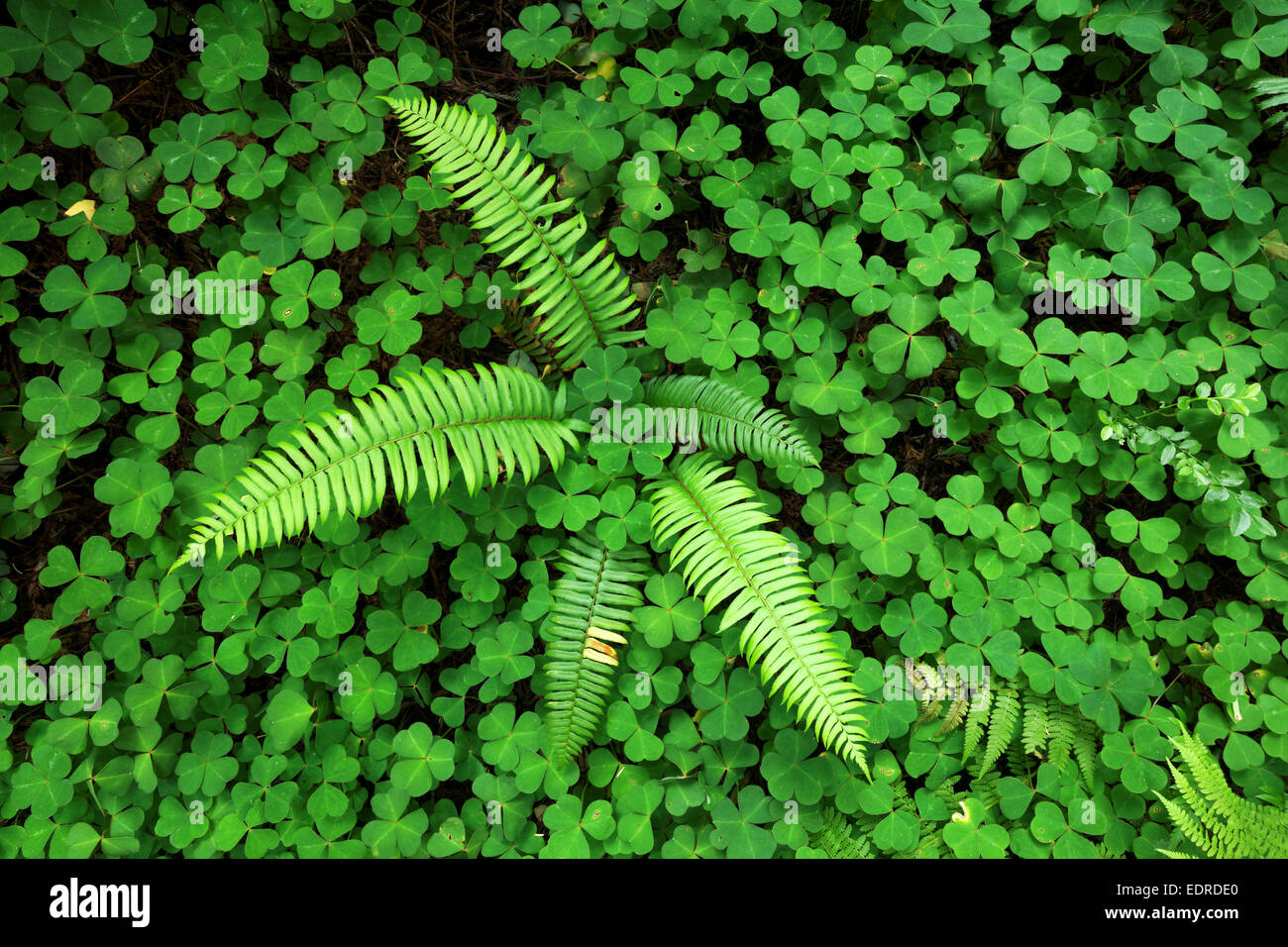 Sword fern growing amids Oxalis in redwood forest, Prairie Creek Redwoods State Park, Humboldt County, California, USA Stock Photo