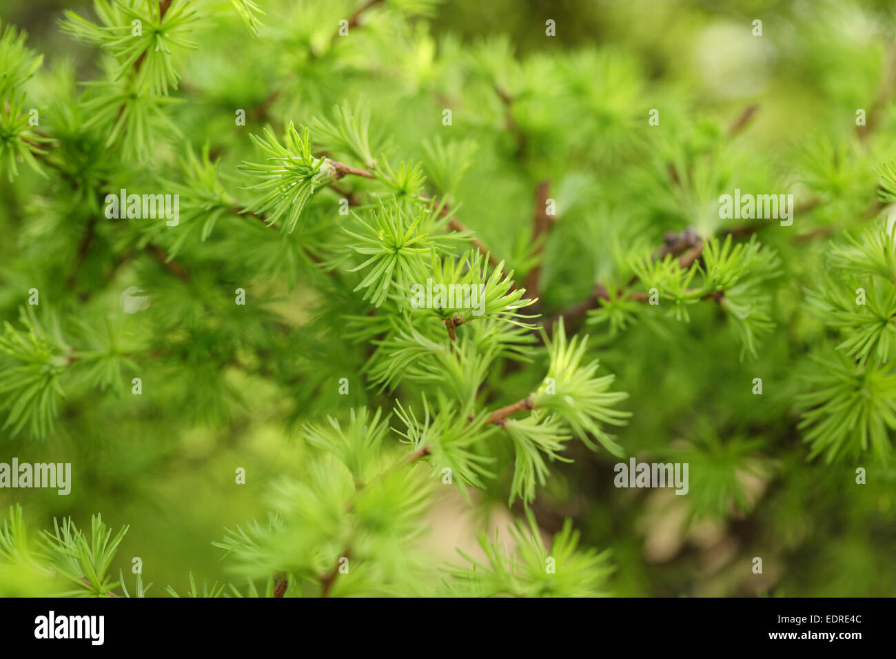 small larix tree leaves close up, springtime photo Stock Photo