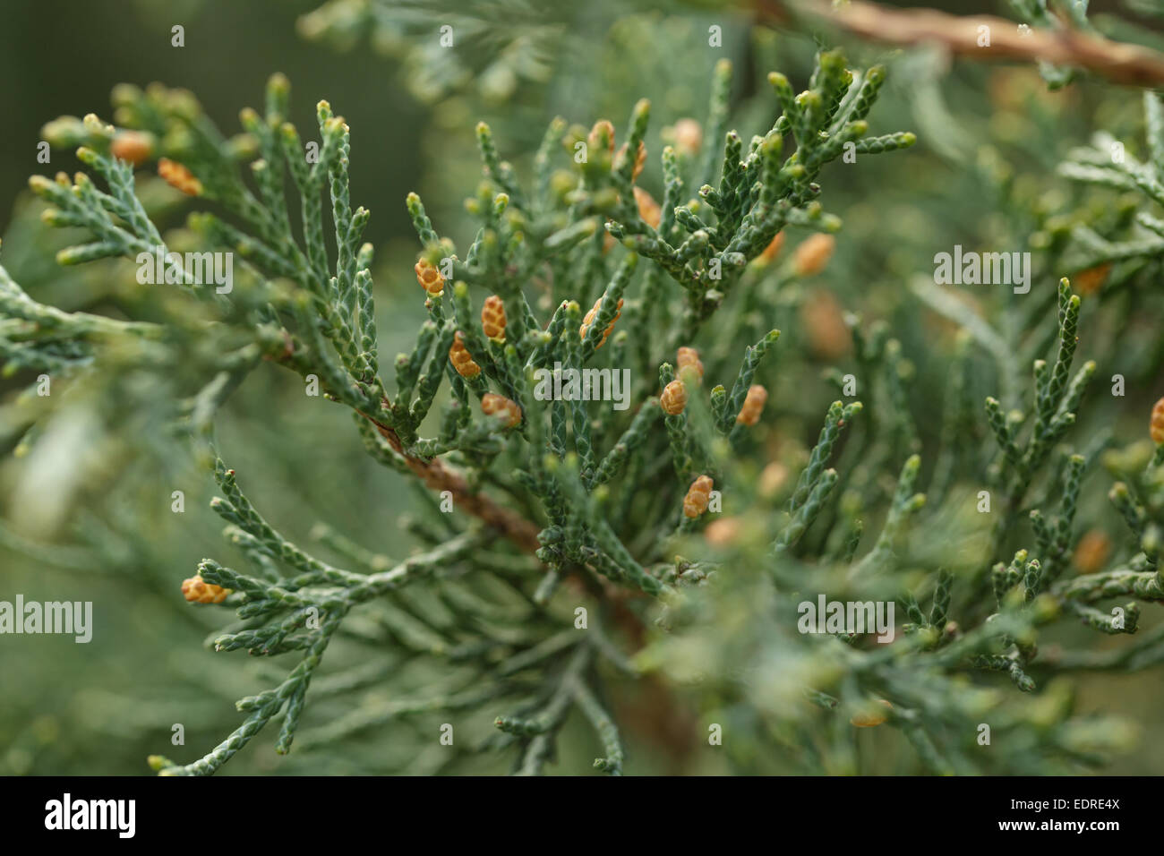 Juniper branch with yellow male cones, close up photo Stock Photo