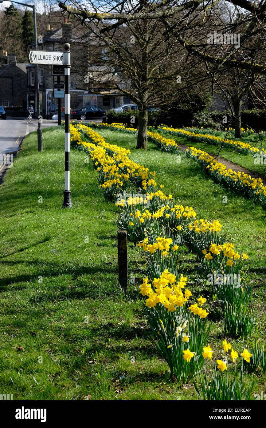 Daffodils in bloom in Derbyshire countryside near Baslow in the Peak District England Stock