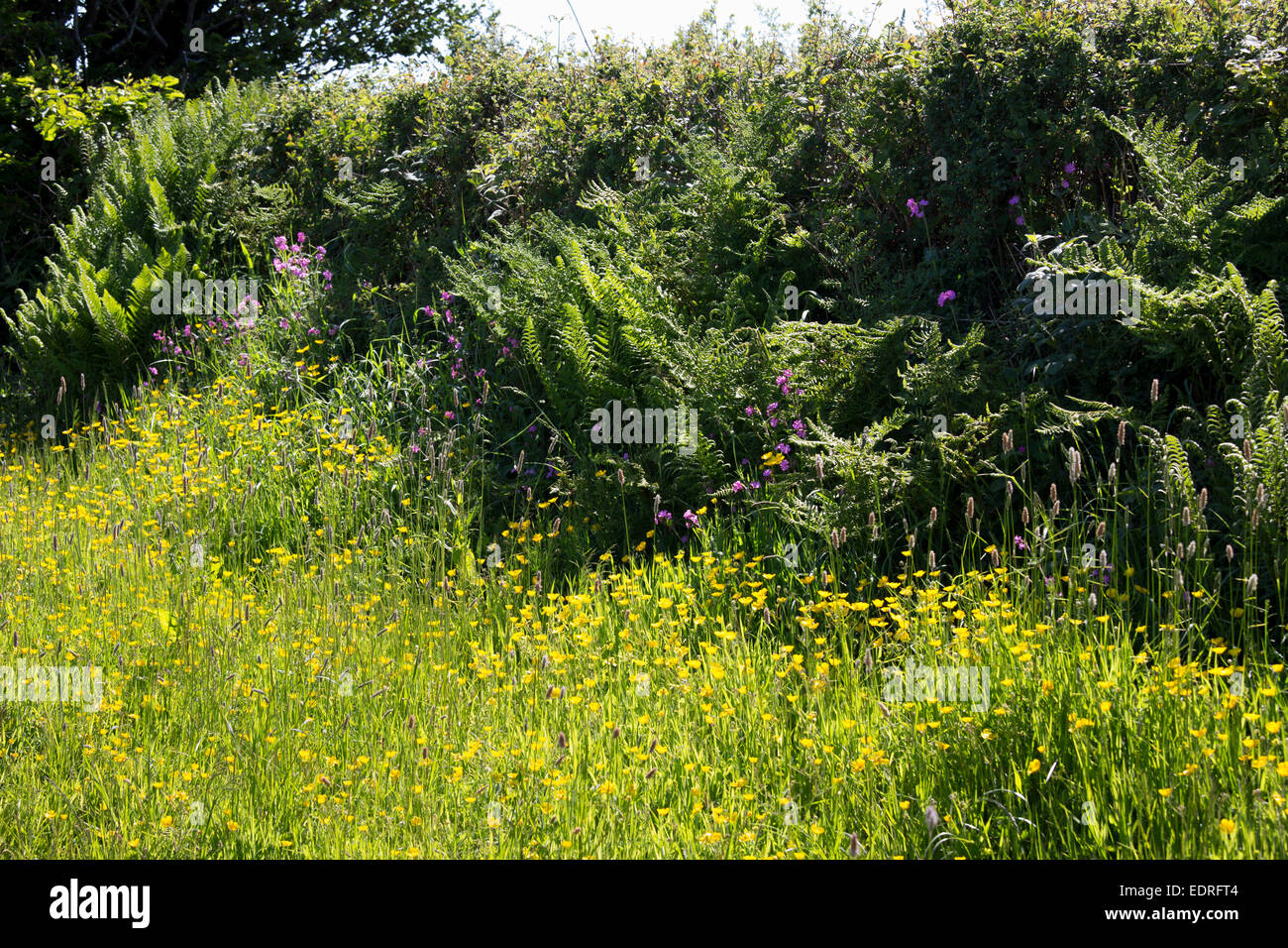 Traditional flowering hedgerow wildlife habitat in summertime in Cornwall, Southern England, UK Stock Photo