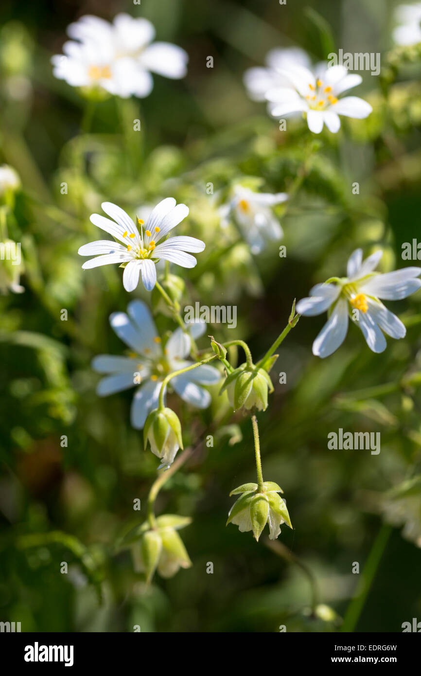 Delicate white flowers of wildflowers in hedgerow in summertime in Cornwall, UK Stock Photo Alamy