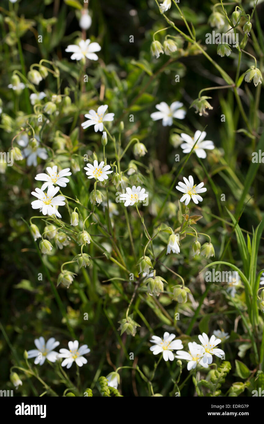 Delicate white flowers of wildflowers in hedgerow in summertime in Cornwall, UK Stock Photo