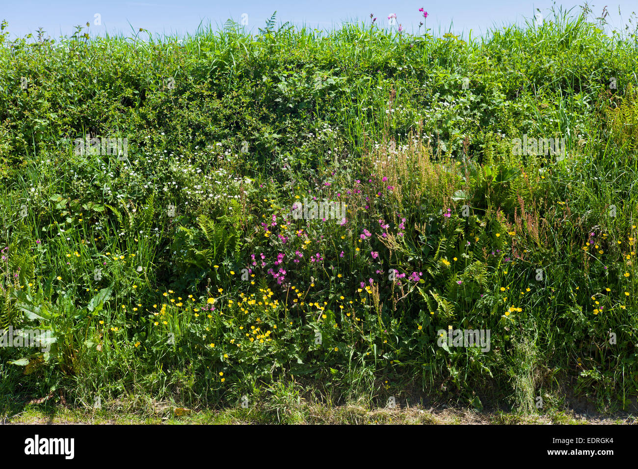 Traditional flowering hedgerow wildlife habitat in summertime in Cornwall, Southern England, UK Stock Photo