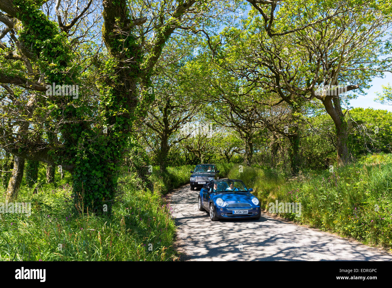 Driving blue Mini convertible saloon car along country lane at Hartland  in North Devon, Southern England, UK Stock Photo
