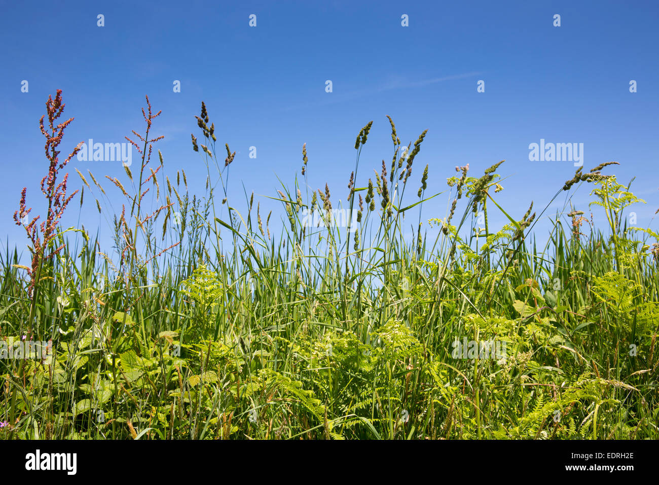 Wildflowers and grasses in hedgerow in Devon Southern England, UK Stock Photo