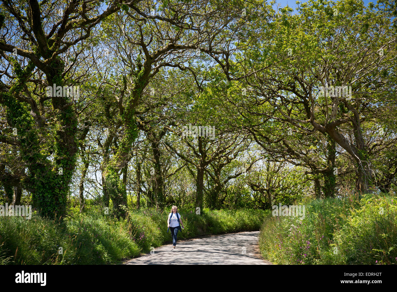Lone walker strolling along tree-lined country lane during holiday in North Devon, Southern England, UK Stock Photo