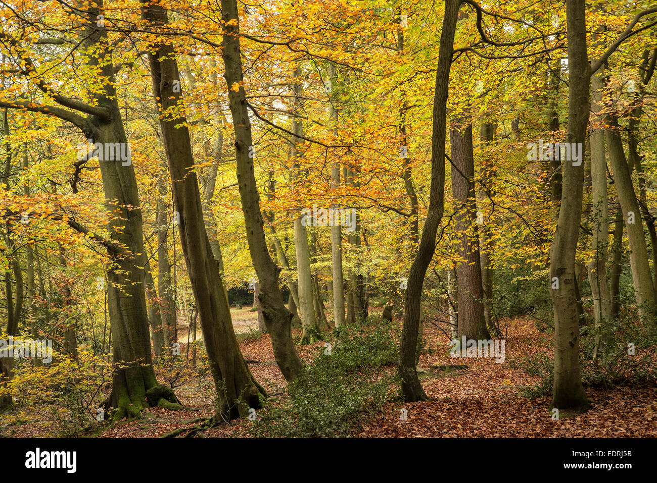 Beautiful vibrant Autumn Fall colors in forest landscape Stock Photo ...