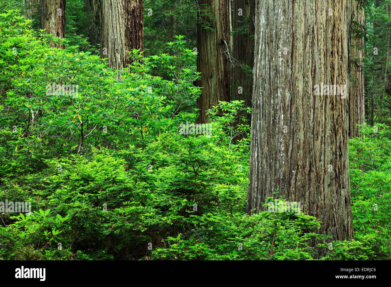 Redwood forest, Del Norte Coast Redwoods State Park, Del Norte County, California Stock Photo