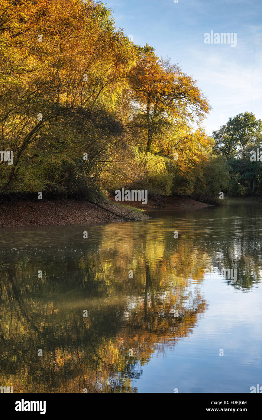 Beautiful Autumn landscape of lake in forest Stock Photo - Alamy