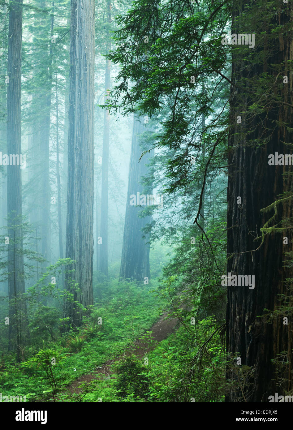 Sunshine through redwood forest, Del Norte Coast Redwoods State Park, Del Norte County, California Stock Photo