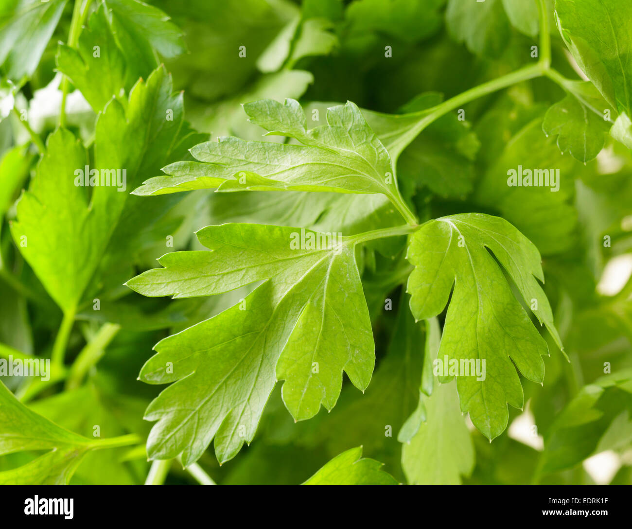 Flat leaved parsley Stock Photo Alamy