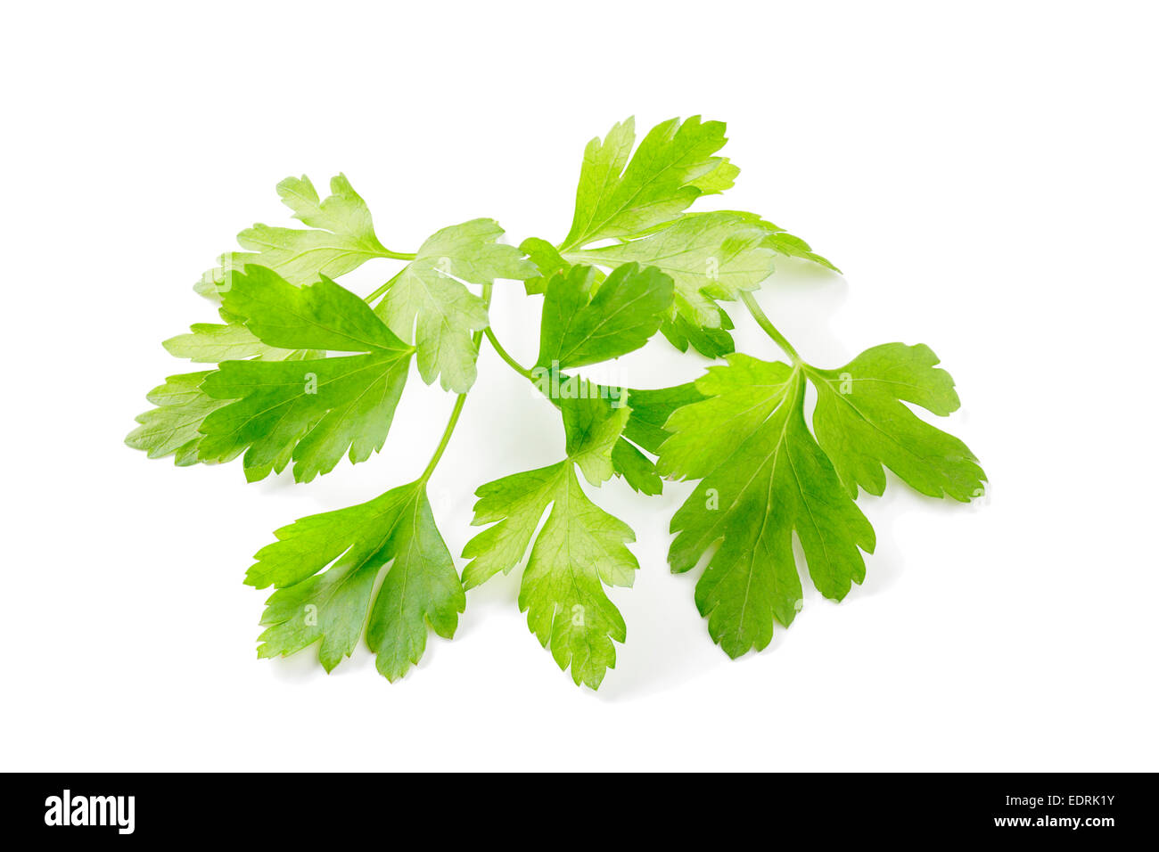 Flat leaved parsley Stock Photo