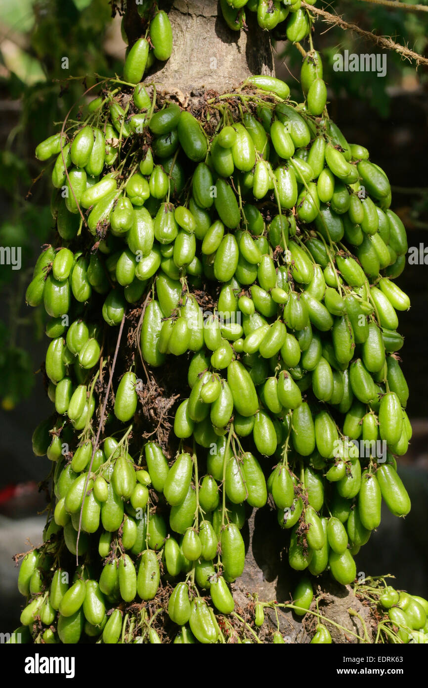 Irumban puli hi-res stock photography and images - Alamy