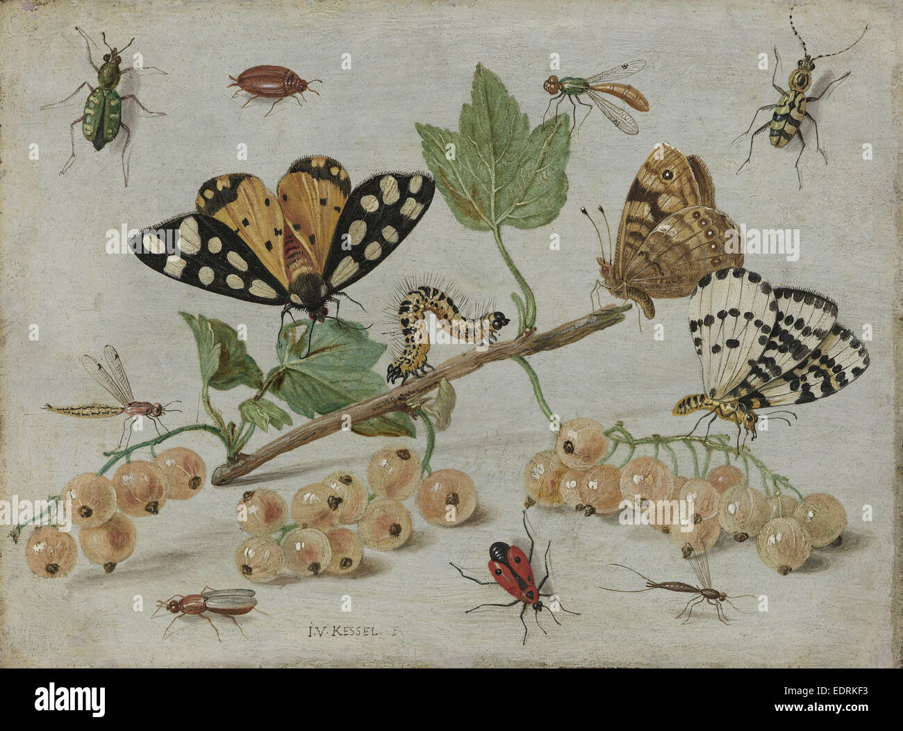 Insects and Fruit, Jan van Kessel, I, c. 1660 - c. 1665 Stock Photo - Alamy