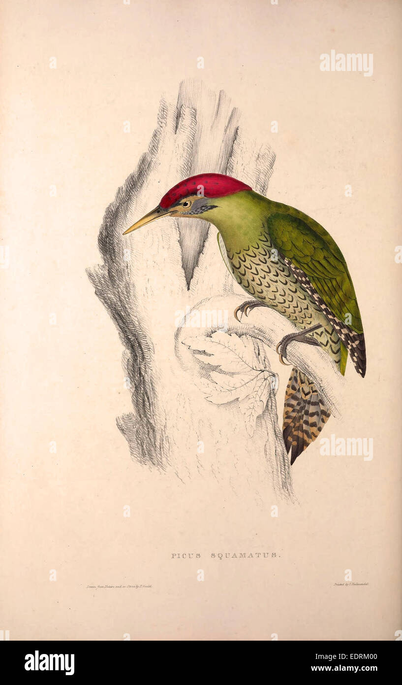 Picus Squamatus, Scaly-bellied Woodpecker. Birds from the Himalaya Mountains, engraving 1831 by Elizabeth Gould and John Gould Stock Photo