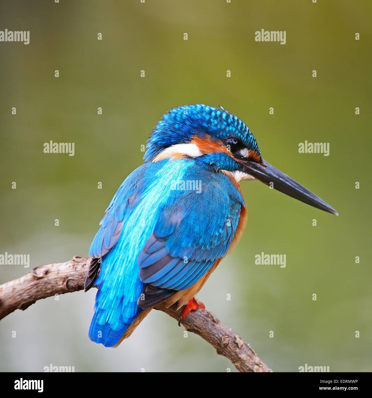 Adult kingfisher on stick hires stock photography and images Alamy