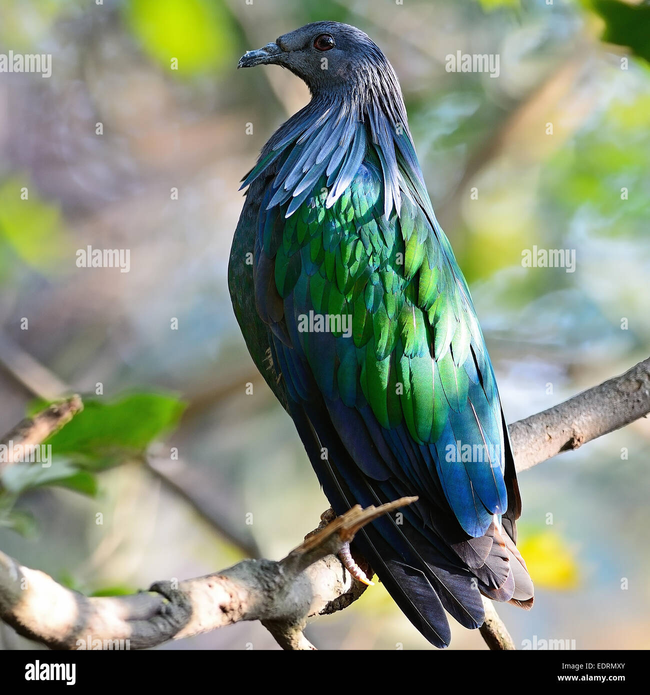 Green bird, Nicobar Pigeon (Caloenas nicobarica) bird, standing on a branch, side profile Stock Photo