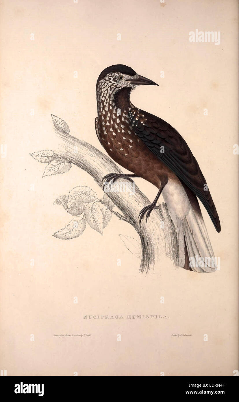 Himalayan nutcracker hires stock photography and images Alamy