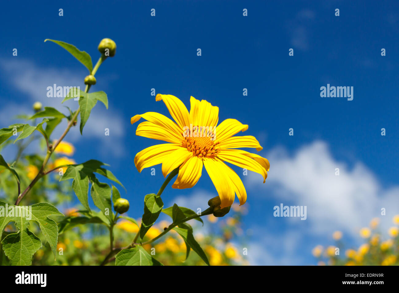 Mexican Sunflower Weed (Bau tong flower) and blue sky at Mae Hong Son ,Thailand Stock Photo