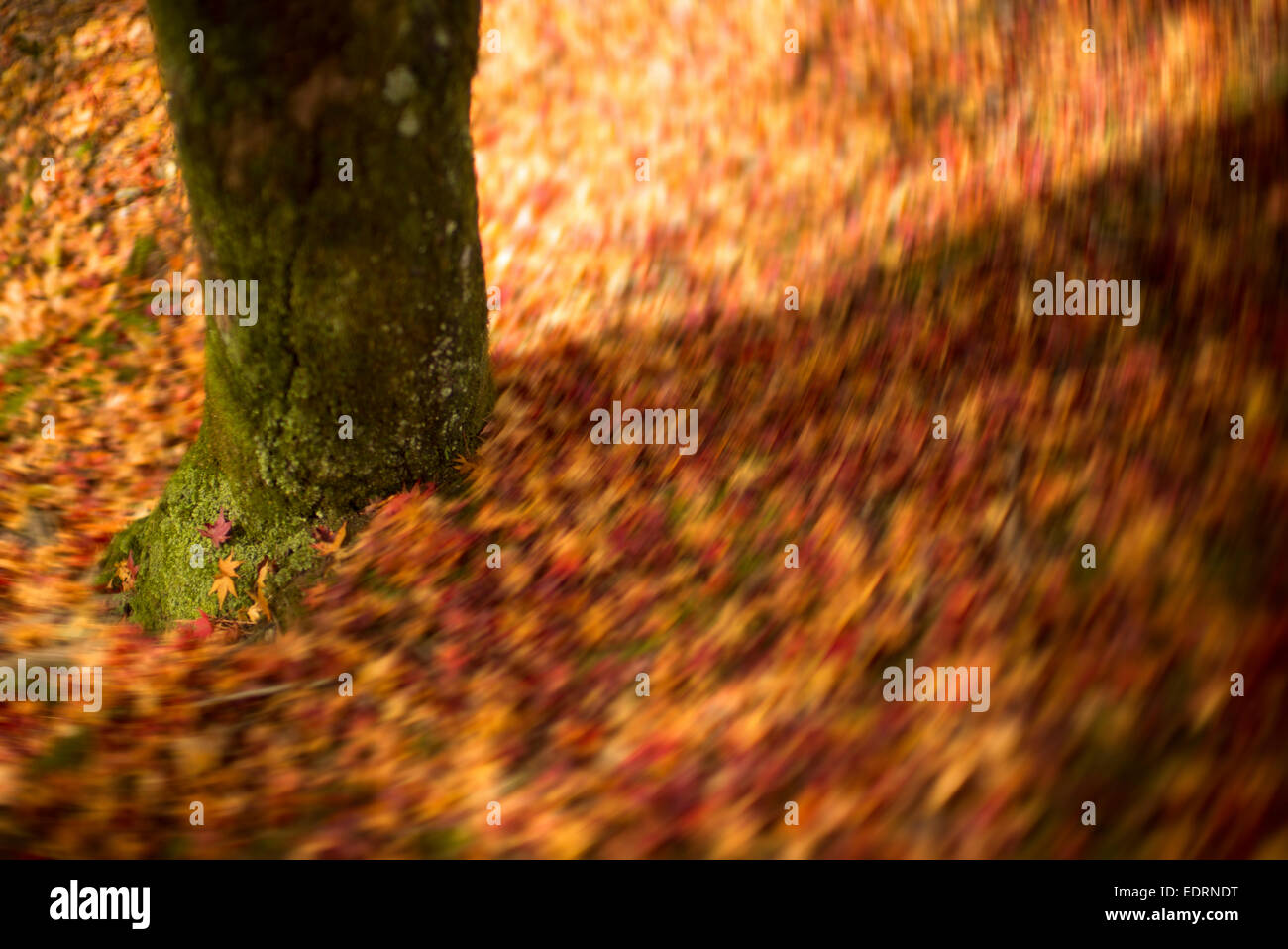 Carpet of autumn leaves in Japan swirling around. Stock Photo