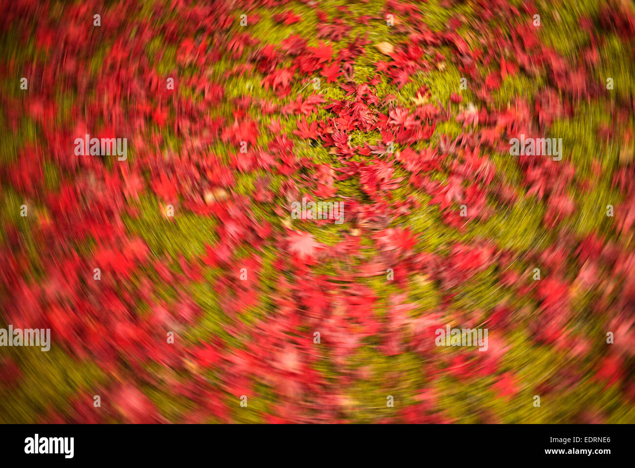 Carpet of autumn leaves in Japan swirling around. Stock Photo
