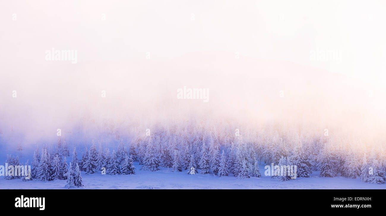 Beautiful winter forest border, sun light over trees background, fog over firs covered with snow, wintertime greeting card Stock Photo