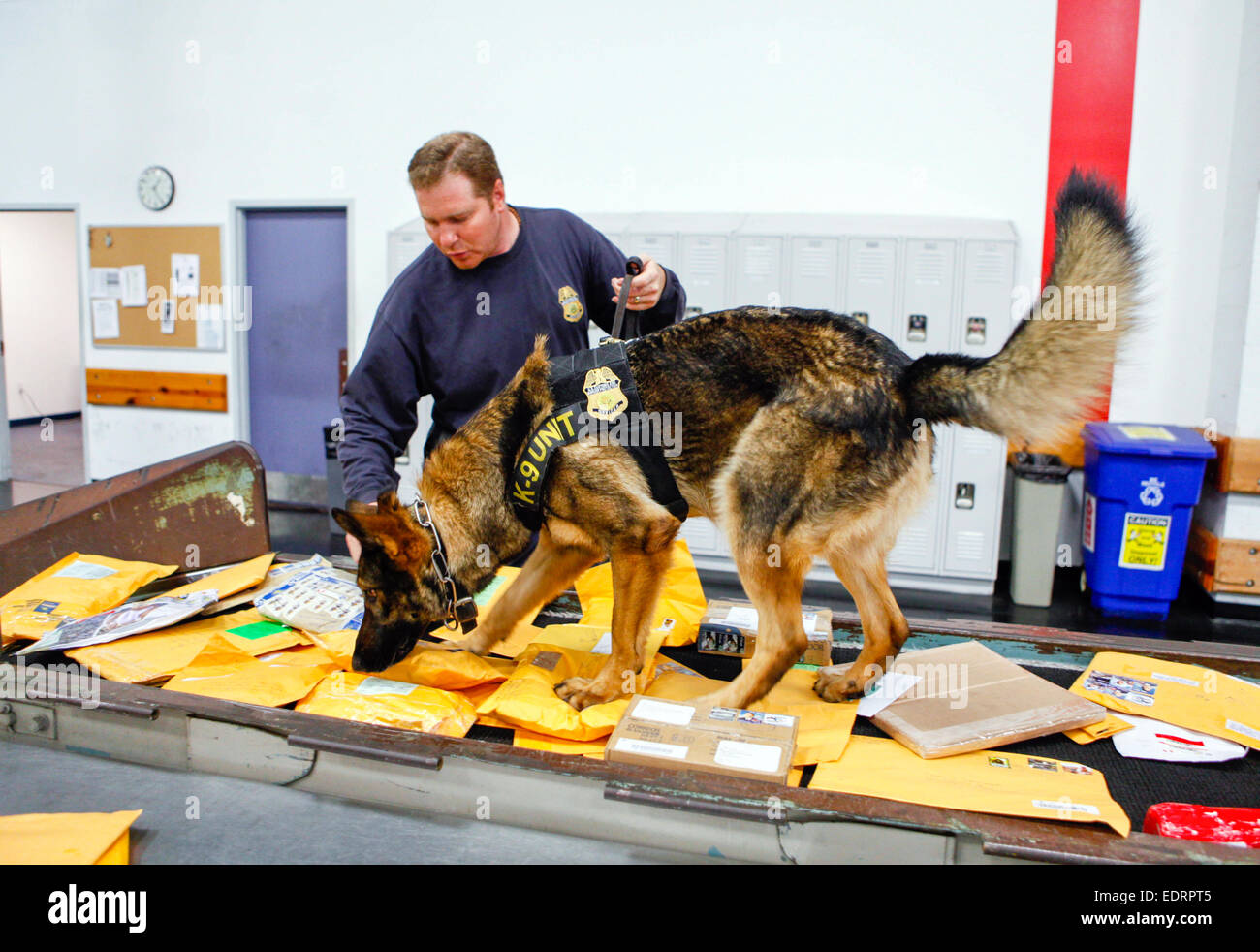 US Customs and Border Protection Officers K-9 Unit inspects newly arrived post at sorting depot in Florida. See description for more information. Stock Photo