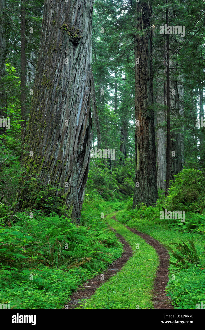 Coastal Trail through redwood forest, Del Norte Coast Redwoods State Park, Del Norte County, California Stock Photo