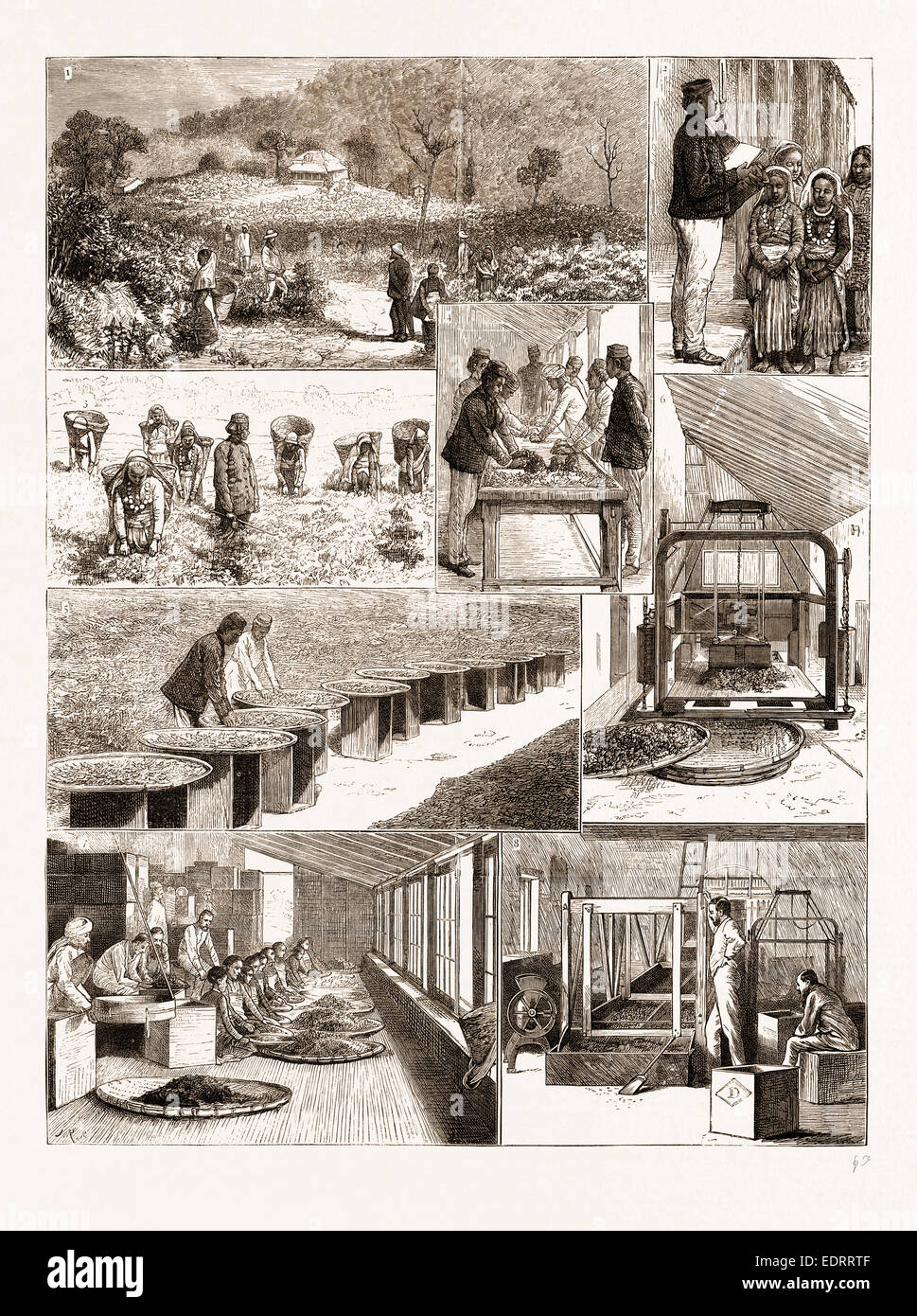 TEA CULTIVATION IN BRITISH INDIA, 1876: 1. Ging Tea Plantation, Darjeeling. 2. Weighing the Leaf. 3. Plucking the Leaf Stock Photo