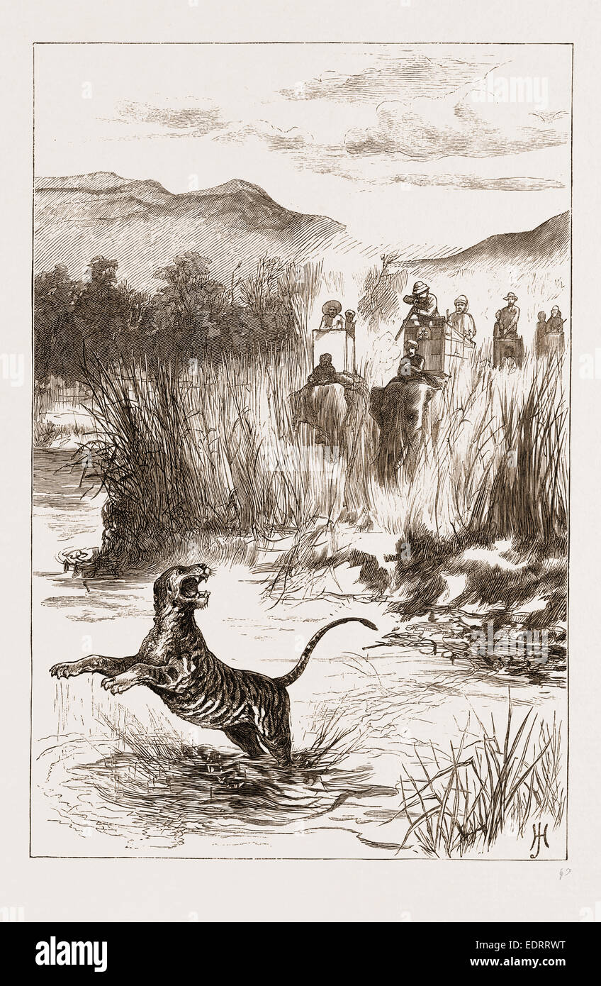 THE PRINCE OF WALES HUNTING IN THE TERAI: SHOOTING A TIGER FROM THE RIVER BANK, 1876 Stock Photo