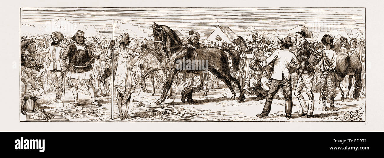 Indian horse hi-res stock photography and images - Alamy