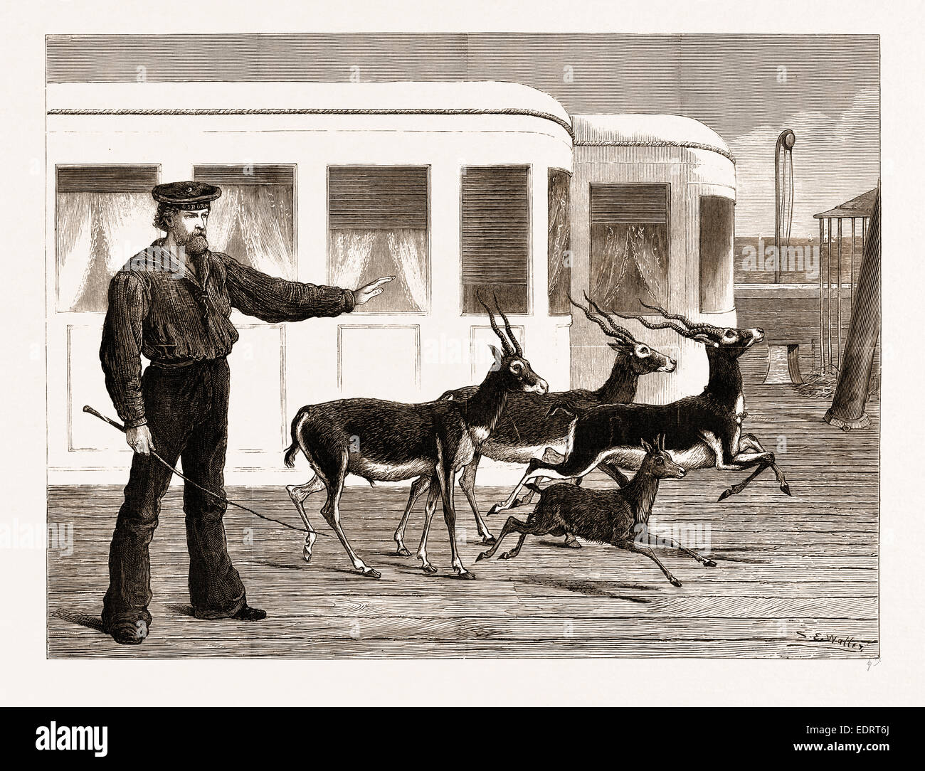 THE PRINCE OF WALES'S INDIAN PRESENTS: ANTELOPES AT EXERCISE, ON BOARD H.M.S. 'OSBORNE', 1876 Stock Photo